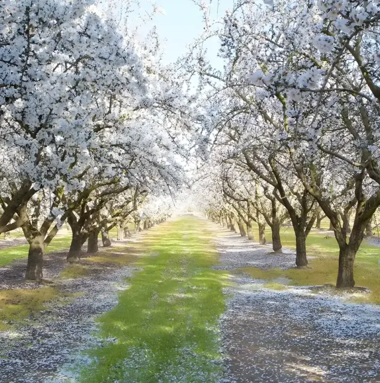 Almendros en Chile
