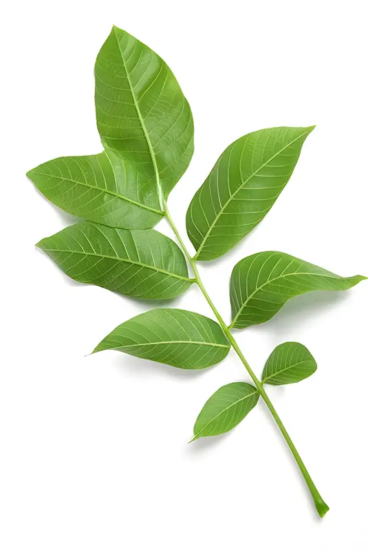 Rama con hojas verdes de nogal sobre fondo blanco